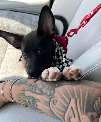 German Shepherd – puppy German Shepard