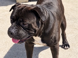 Mixed Breed – Rehome anthony – Miami