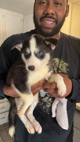 Siberian Husky – rehoming three full blood husky girls in Lubbock.