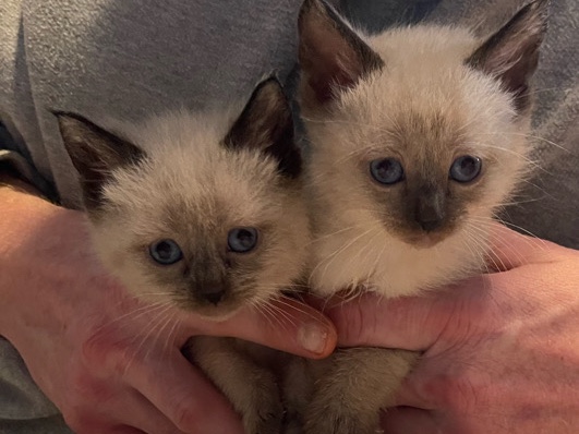 Siamese – Beautiful Siamese Kitten – 10 Weeks Old – Louisville