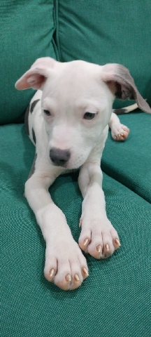 American Pit Bull Terrier – 75 days old Pitbull Punny