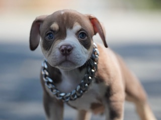 American Bulldog – Micro/pocket American Bully – Claremont