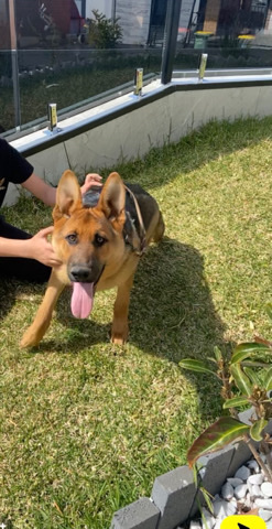German Shepherd – German shepard
