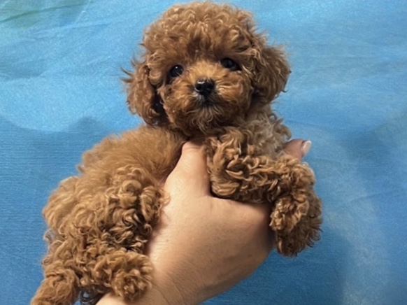 Pudelpointer – Ein kleiner Traum auf vier Pfoten – bezaubernder Mini-Pudel sucht dich! 🐩❤️ – Росток