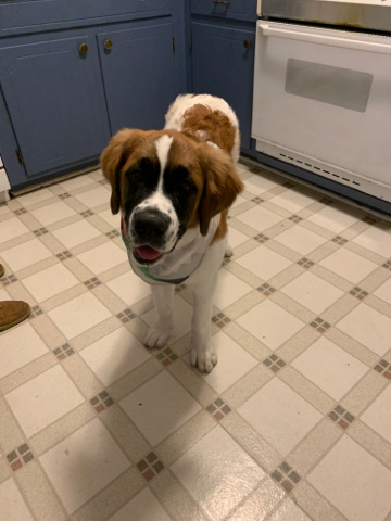 St. Bernard – sweet dog