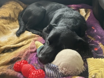 Labrador Retriever – URGENTLY NEEDS HOME! – Katy