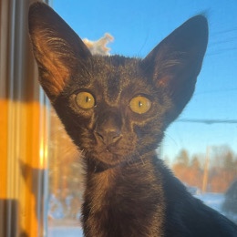 oriental shorthair kittens