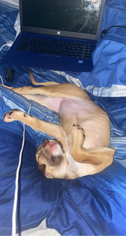 American Pit Bull Terrier – light brown pit mix