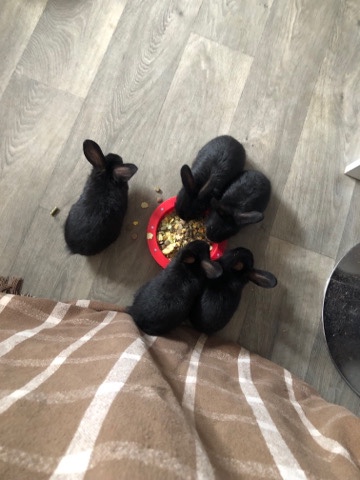New Zealand – Baby Mix Bunnies