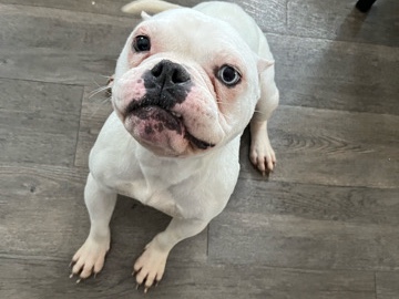 American Bulldog – micro bully – Kentwood