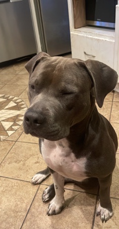 American Pit Bull Terrier – Full breed pitbull