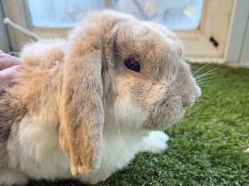 🐰 Meet Biscuit – Sweet, Gentle 4-Year-Old Lop-Eared Rabbit Looking for a Loving Home