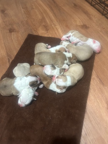 American Pit Bull Terrier – puppy sale