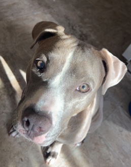 American Pit Bull Terrier – Dolly