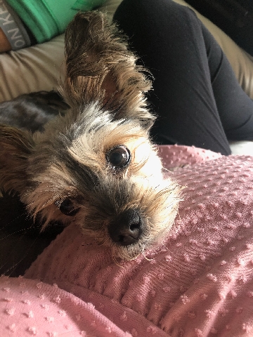 Maltese – Oreo