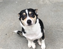 dog for sell