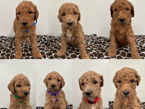 Poodle – 7 Standard Poodles for sale – Hacienda Heights