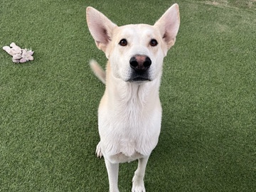 Mixed Breed – 2 good boys need loving home – Chandler