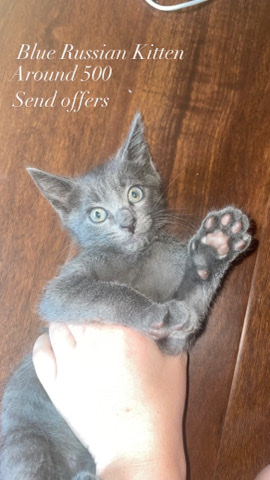 Russian Blue – Russian blue kitten
