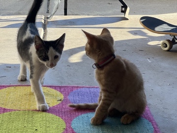 kittens