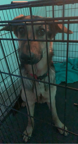 German Shepherd – German Shepherd