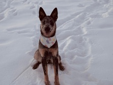 Australian Cattle Dog – Blue Heeler