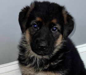 German Shepherd – W. German Shepherd puppy Great Family member