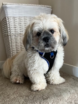 Lhasa Apso – Lhasa Apso 1yr 4m