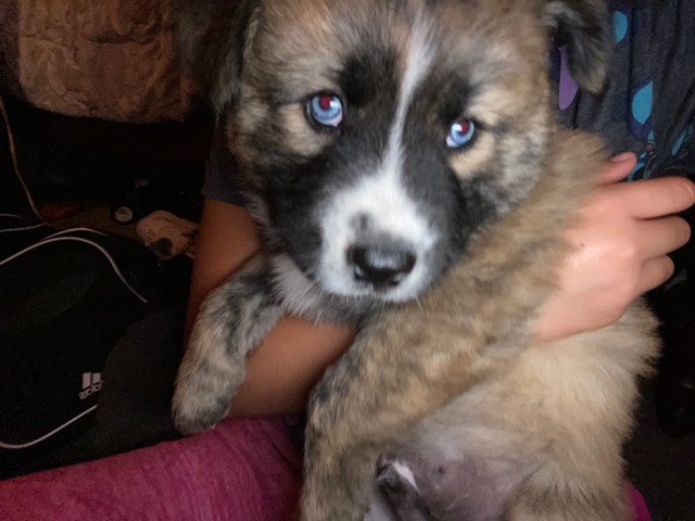 Irish Wolfhound – puppies for sell