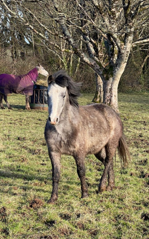 Welsh Sec A gelding Pony 11.2hh 3yo