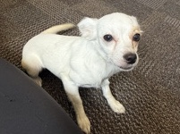 Chihuahua – Chihuahua/Papillon Mixed - 7 Months Old – Orlando