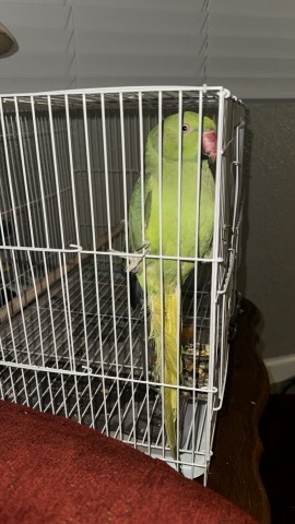 Indian Ringneck Parakeet – indianringneck parrot for adoption