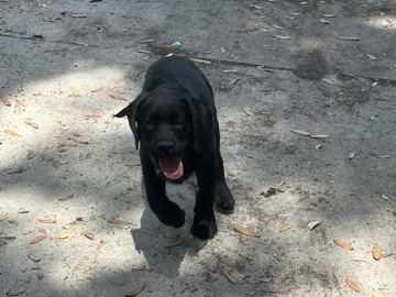 Labrador Retriever – red collar Labrador – Kissimmee