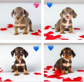 Dachshund – Miniature Dachshunds