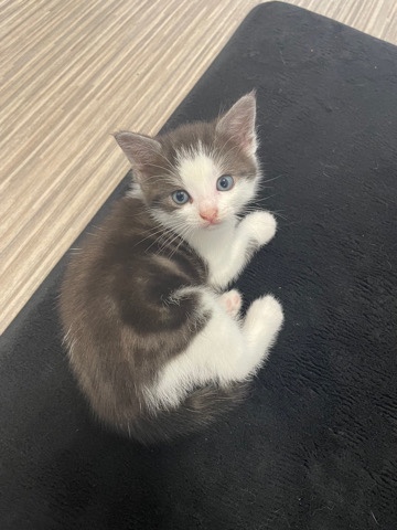 beautiful female kitten