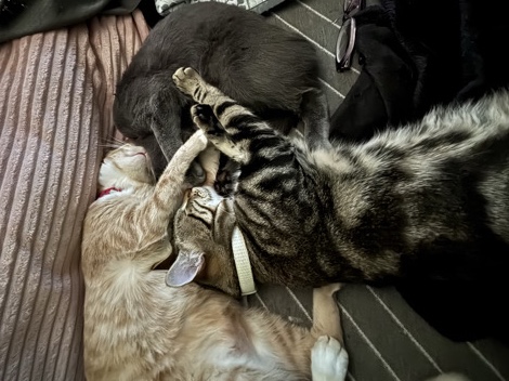 3 cats for rehome ($50/ each) – Lakeside