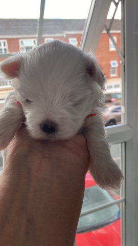Maltese – Maltese girl pup