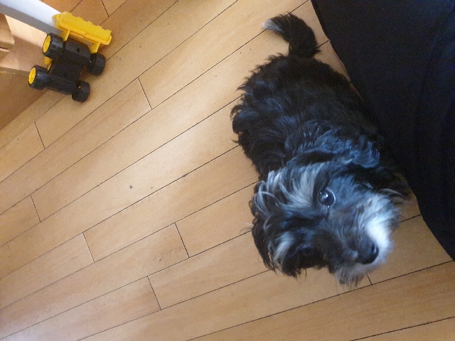 Maltese – Maltipoo Male