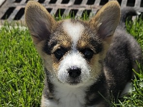 Pembroke Welsh Corgi – Puppy Corgi Purebred – Vineyard