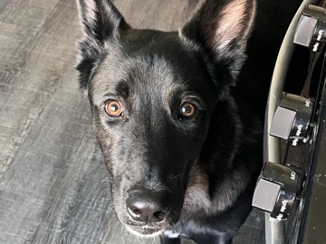 German Shepherd – German shepherd – El Paso