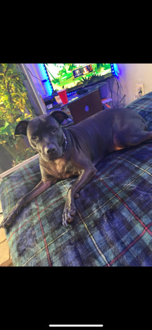 American Pit Bull Terrier – Pit/Lab Mix