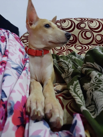 Indian pariah dog – Adoption appeal