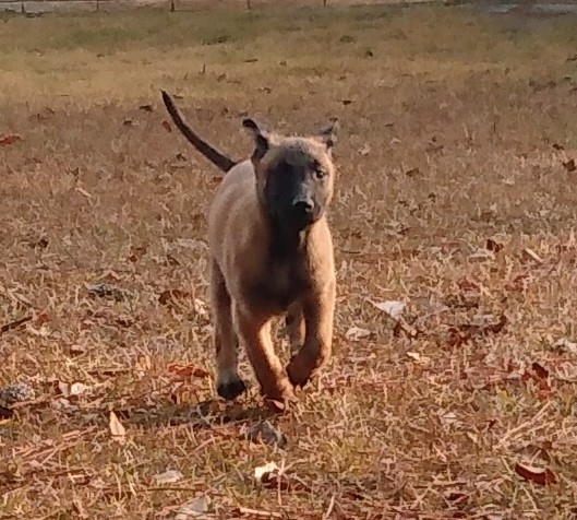 Belgian Shepherd Dog (Malinois) – Ukc belgian malinois puppies