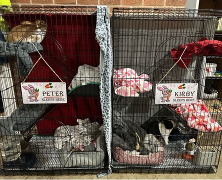 Dutch – Bunnies