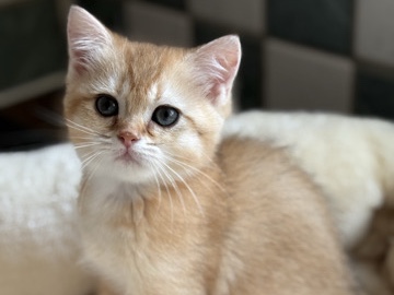 British Shorthair – GCCF reg BSH Chocolate and Black Golden Kittens – Ruislip