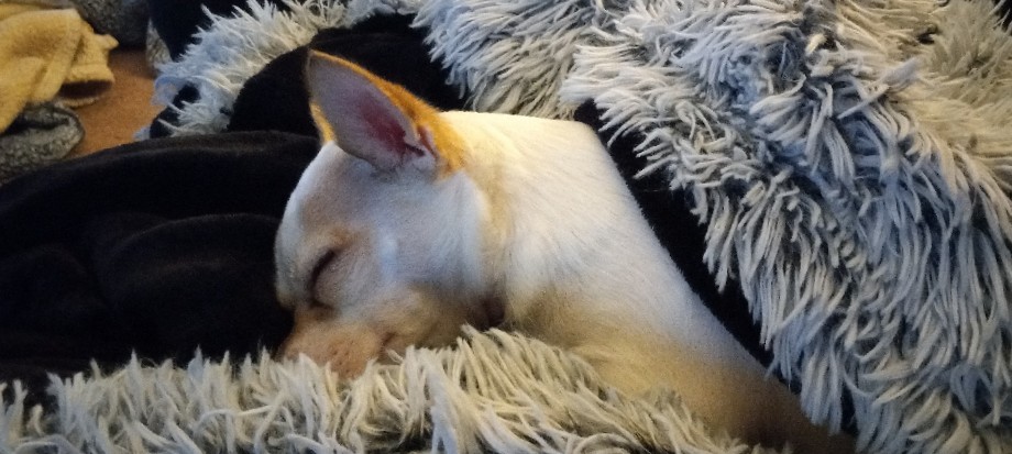 Chihuahua – Sweet Female Chihuahua needing Home.