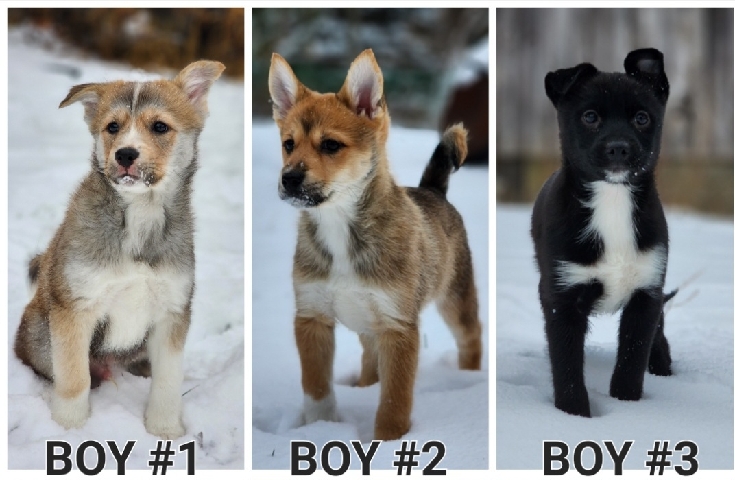 Siberian Husky – miniature Pomsky puppies