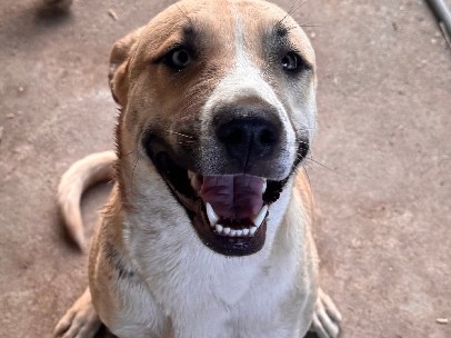 Labrador Husky – free – Redding