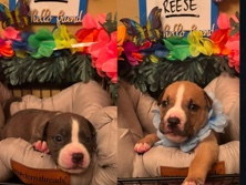 American Pit Bull Terrier – pitbull terrier pups – Brockton