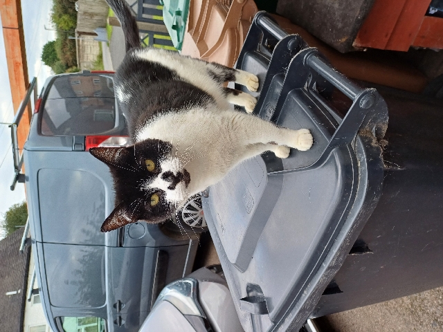 British Semi-longhair – 12year old female cat in need of a loving home